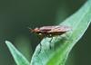 Ilione albiseta